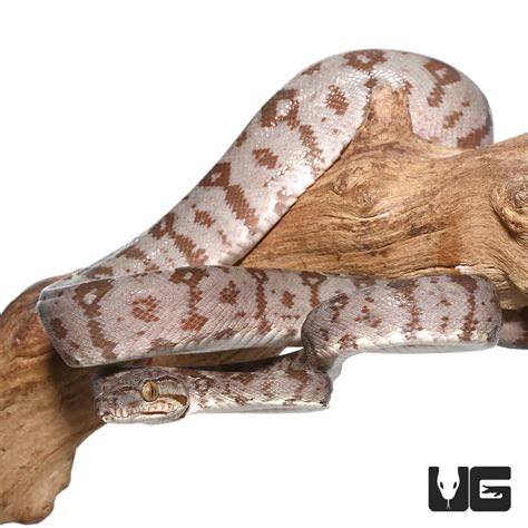 Amazon Tree Boas (Corallus hortulanus) For Sale - Underground Reptiles