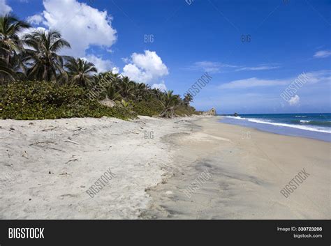 Palm Trees Beautiful Image & Photo (Free Trial) | Bigstock