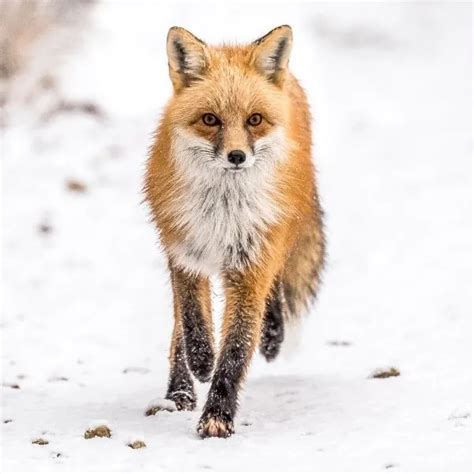 What Are the Predators of the Arctic Fox? - Polar Guidebook