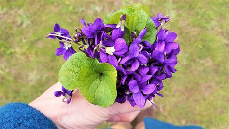 Wild Food: Violets - Wild Walks Southwest