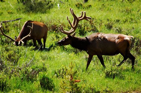 welcome, ghosts: colorado wildlife shoot.