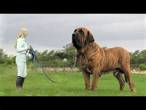 What Is The World Record For Largest Dog