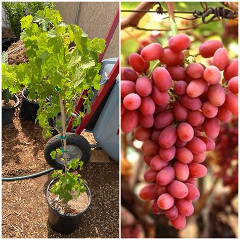 Vitis vinifera 'Crimson Seedless' (Crimson Seedless Grape) - 5 gallon ...