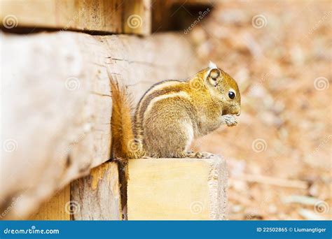 Squirrel Eating Nuts Royalty Free Stock Photo - Image: 22502865