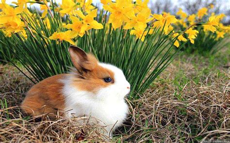 Cute White And Brown Rabbit Is Sitting On Dry Grass Near Yellow Flowers ...