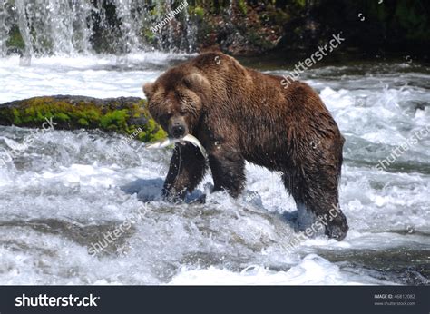 Grizzly Bear Eating Salmon Stock Photo 46812082 : Shutterstock