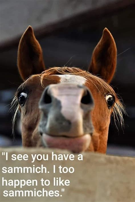 FUNNY HORSE MEMES | Funny horse pictures, Funny horse memes, Funny horses