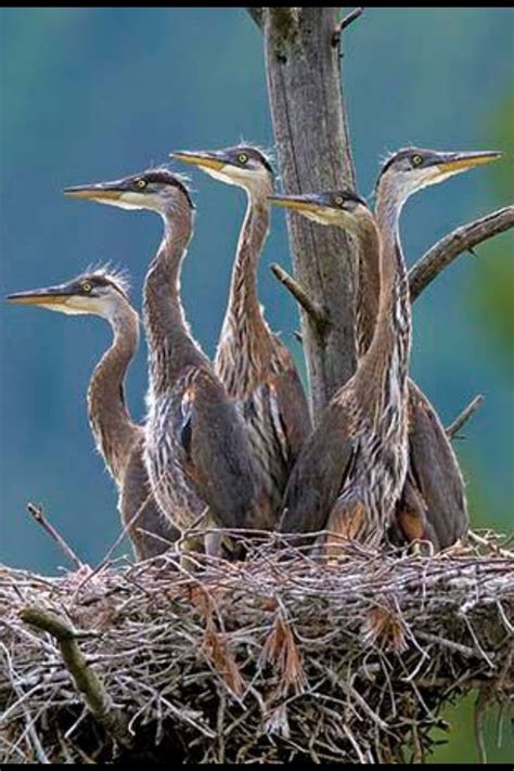 baby blue herons Elements Four, All Things Wild, Blue Heron, Bird ...