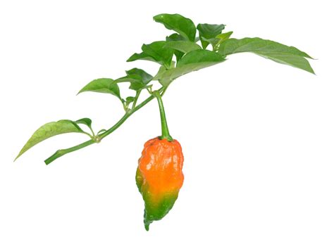 Ghost Pepper Plant Scoville, Colors And [Updated] Grow Guide