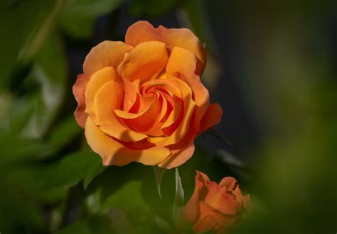Images Gratuites : fleur, Rose famille, jaune, flore, Floribunda, Roses de jardin, plante à ...