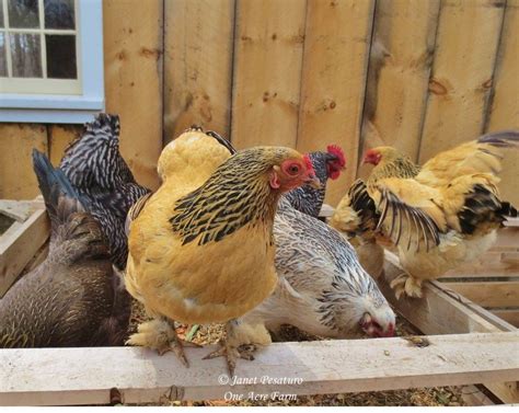 Creating a Chicken Habitat with Tips from Jungle Fowl | Chickens backyard, Chicken facts ...