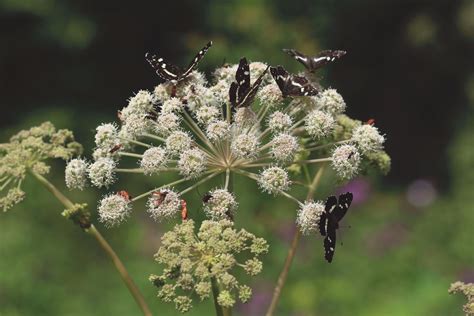 What Are Biennial Plants? (& 10 Popular Biennial Flowers for Your Garden)