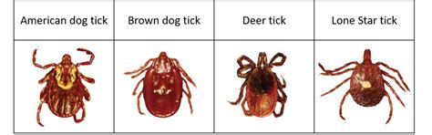 Discover Which Ticks Carry Lyme Disease - OmniLit