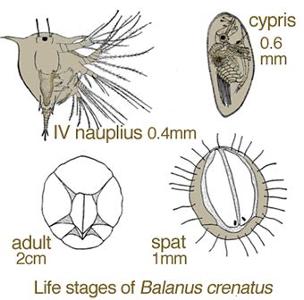 ACORN BARNACLE: REPRODUCTION: COPULATION & LARVAL DEVELOPMENT