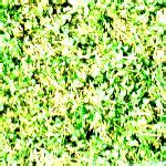 Texture: grass/grass4.jpg