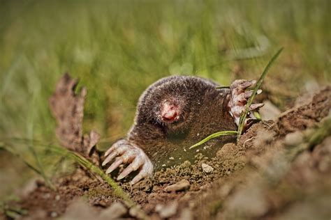 Mole The Least Known & Talked About Animal in The World - Various Photos & Videos