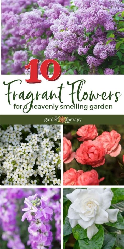 Top 22 Fragrant Flowers For a Heavenly Smelling Garden