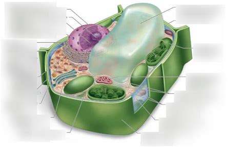 A Plant Cell Diagram