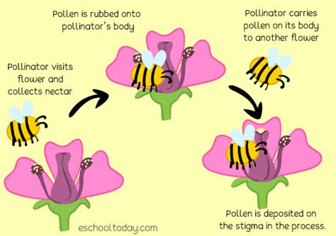 Why Bees are Essential to our Survival – Furman Greenbelt Sustainable Living Community