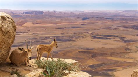 Planet Earth II: Mountains: 15 gorgeous pictures that prove Sir David ...