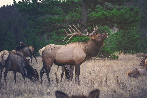 It’s Bugle Season — Teton Conservation District