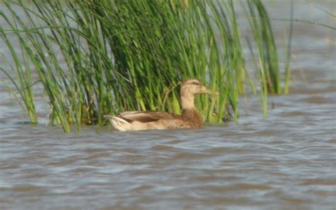 Mallard x Mexican Duck (hybrid) – Birds of Nebraska – Online