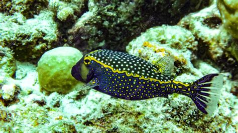 Facts about Boxfish | WorldWeet