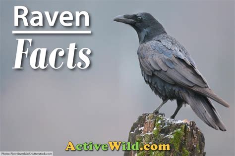 Raven Bird Facts, Pictures & In-Depth Information for Kids and Adults