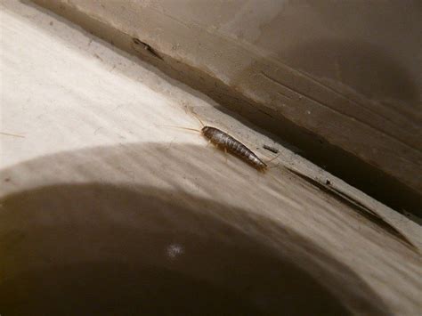 5 Signs of Silverfish Infestation - Phantom Pest Control Vancouver Vancouver