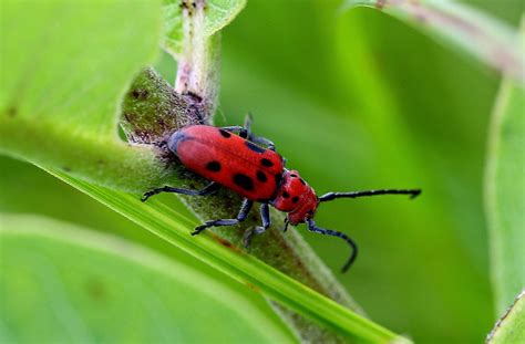 Reflections: Ada Hayden Heritage Park: July 14, 2014: Red Milkweed Beetle