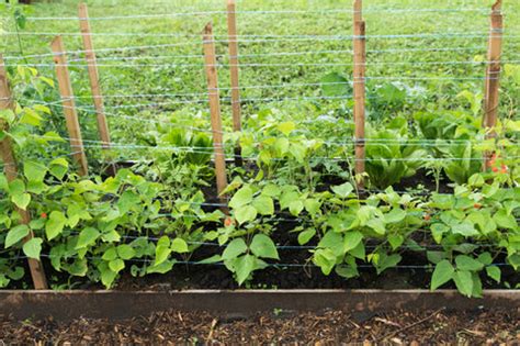 How to Trellis and Stake Plants to Keep Them Upright