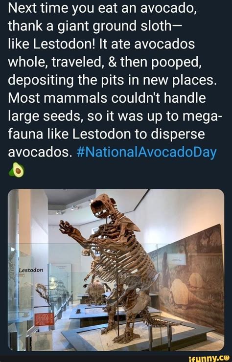 Next time you eat an avocado, thank a giant ground sloth- like Lestodon! It ate avocados whole ...