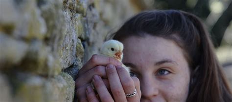 Chicks hatch ahead of Easter at Cogges Manor Farm in Witney | Cogges