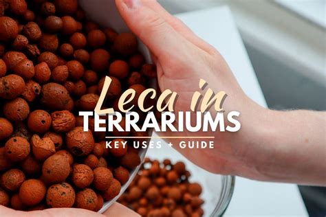 How to Use Leca in Terrariums (Drainage Layer Guide)