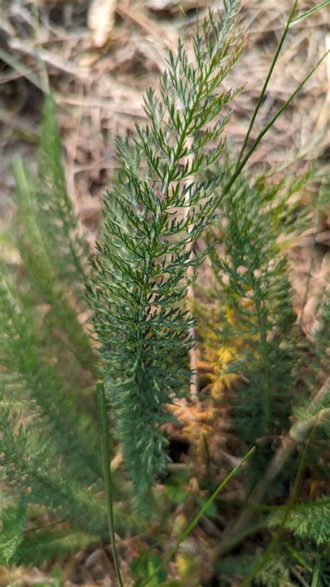 5 Amazing Benefits Of Yarrow | Northern Wild Seeds | Nature With Us