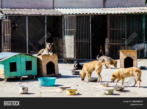 What Dogs Are At The Shelter