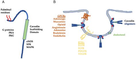 A scheme of the Caveolin-1 and Caveolae. (A) Schematic structure of... | Download Scientific Diagram