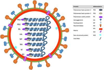 Frontiers | Influenza A Virus in Swine: Epidemiology, Challenges and ...