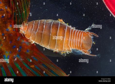 Parasitic Isopod On Fish