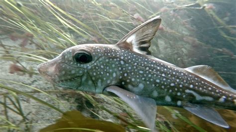 Spotted ratfish • Hydrolagus colliei - Biodiversity of the Central Coast