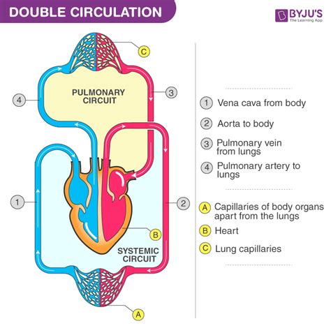 Pulmonary Artery or Arteries - An Overview