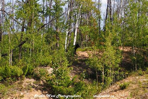 Wood Buffalo National Park - studiowest.ca