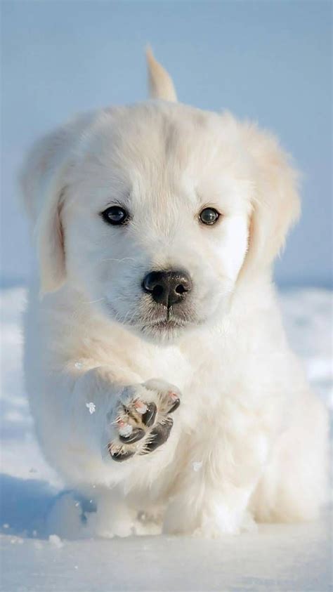 Pretty Dogs Wallpapers - Wallpaper Cave