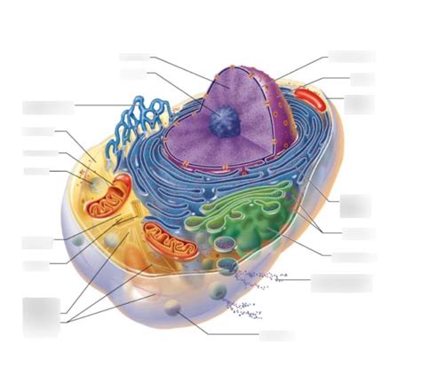 bio 121- cells & cell metabolism Diagram | Quizlet