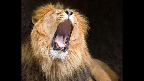 "African Male Lion Roaring". Sound of a "Lions Roar", - YouTube