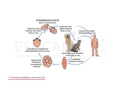 Life Cycles | GL1/MG1: Worm Control in Dogs and Cats | ESCCAP