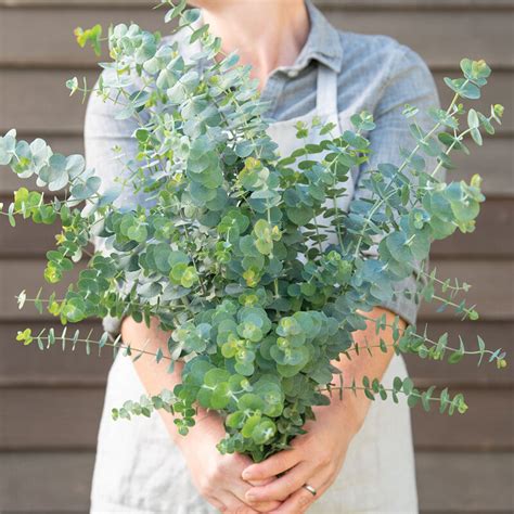 Baby Blue Bouquet - Eucalyptus Seed | Johnny's Selected Seeds