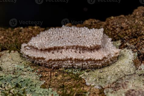 Small Planthopper Eggs 9229407 Stock Photo at Vecteezy