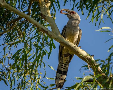 Interesting facts about cuckoos | Just Fun Facts