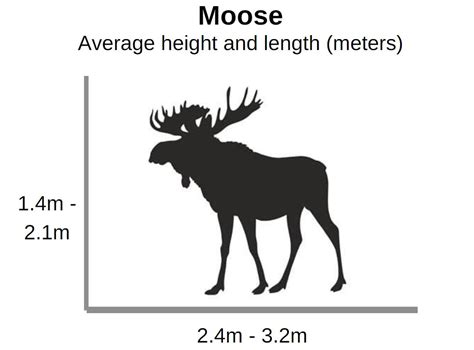 Elk vs Moose, Differences, How to Tell, a Quick Guide